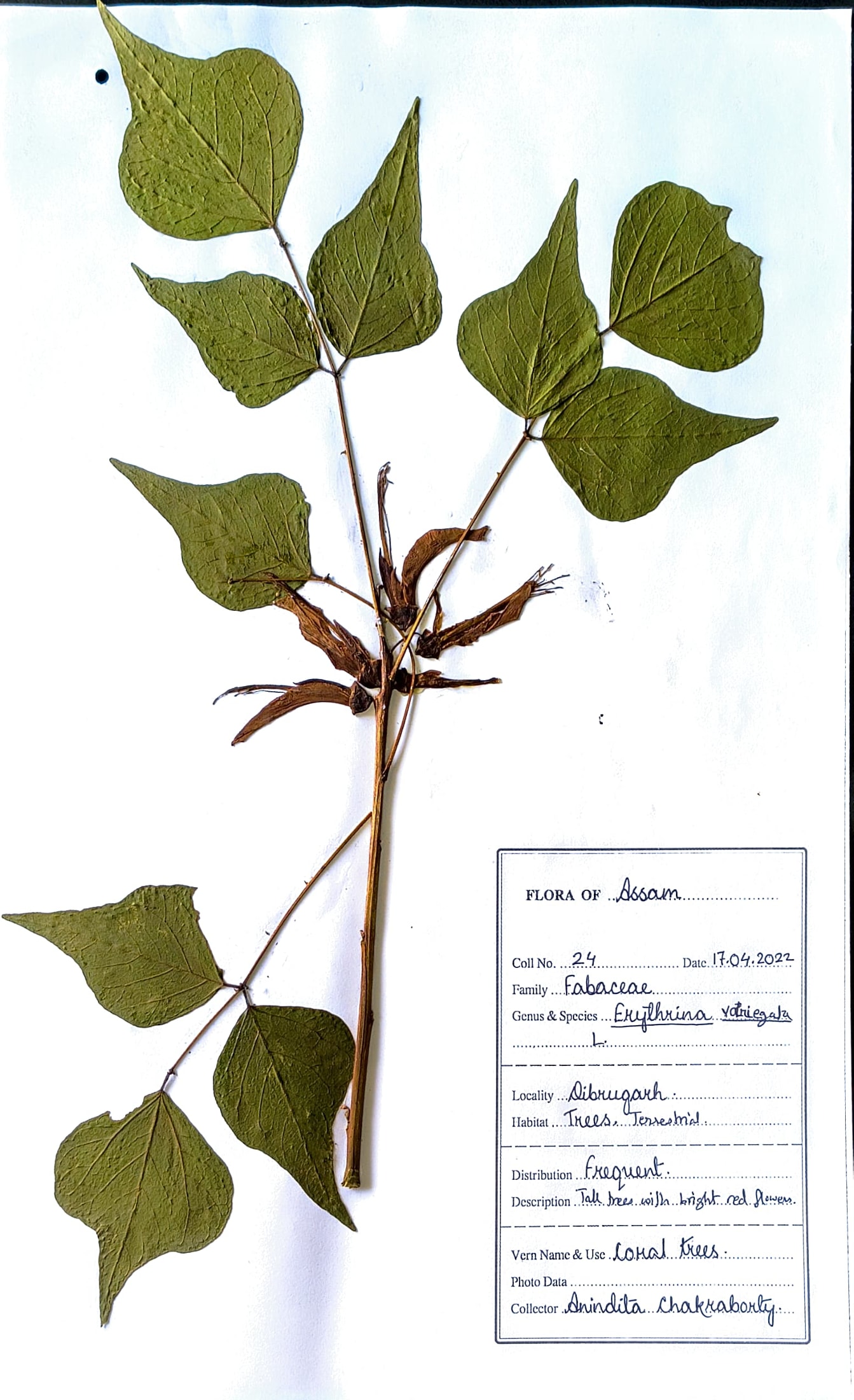Pharad (Hin.) (Herbarium)